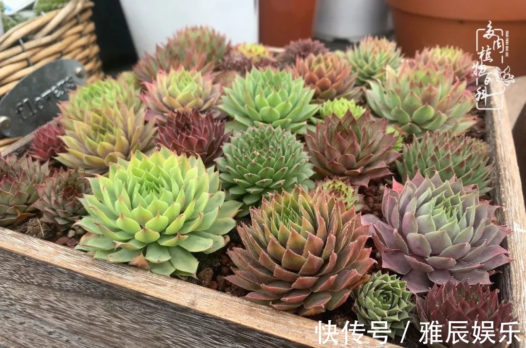 框子|这多肉拼盘这么仙!如何制作达人手把手教你制作长生草拼盘!