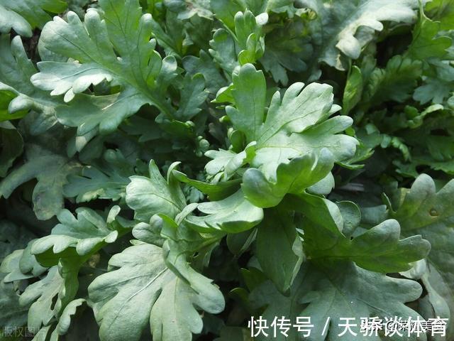 大叶茼蒿|买茼蒿菜时，注意分清“小叶”和“大叶”，区别挺大，来了解一下