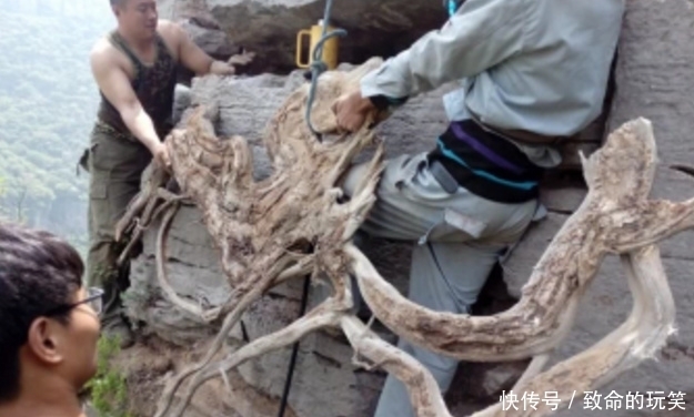 崖柏|带你走进深山的采崖柏人,有人靠它赚上亿,有人因此丧命,太珍贵