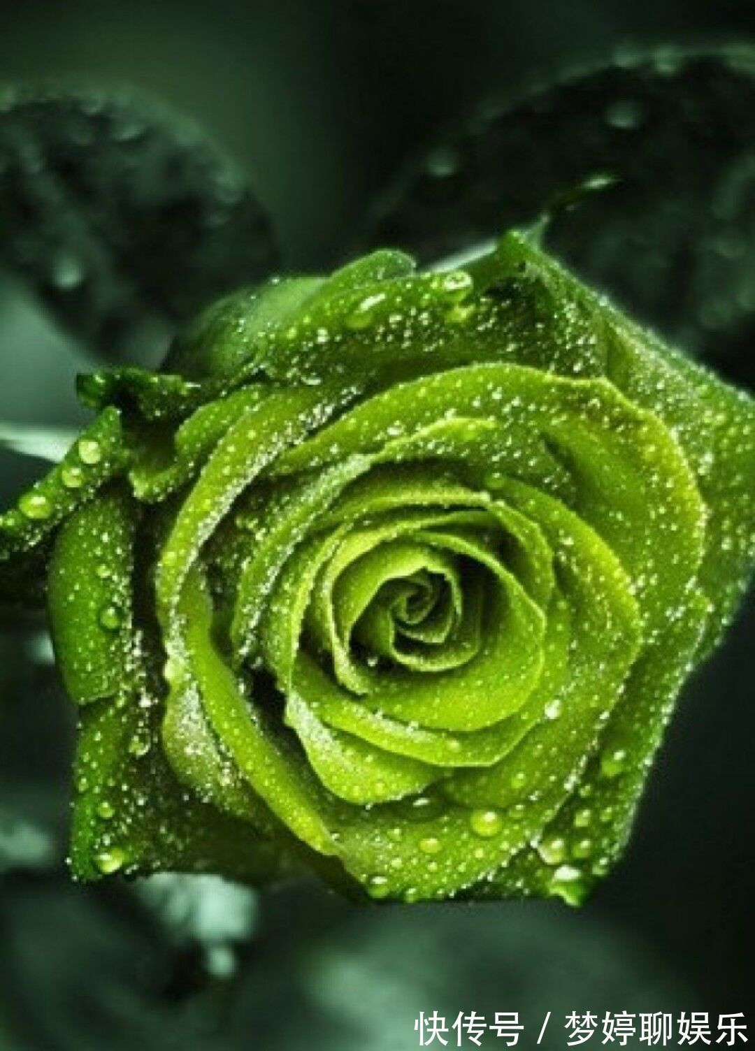 “绿玫瑰”象征永不老去的爱情，开花颜色特别，家庭必备情侣首选