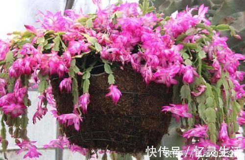 观叶|喜欢养花就选此3种，既漂亮又好养，在家赏花观叶不犯愁