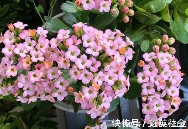 冬天如何使用“磷酸二氢钾”给长寿花促花？