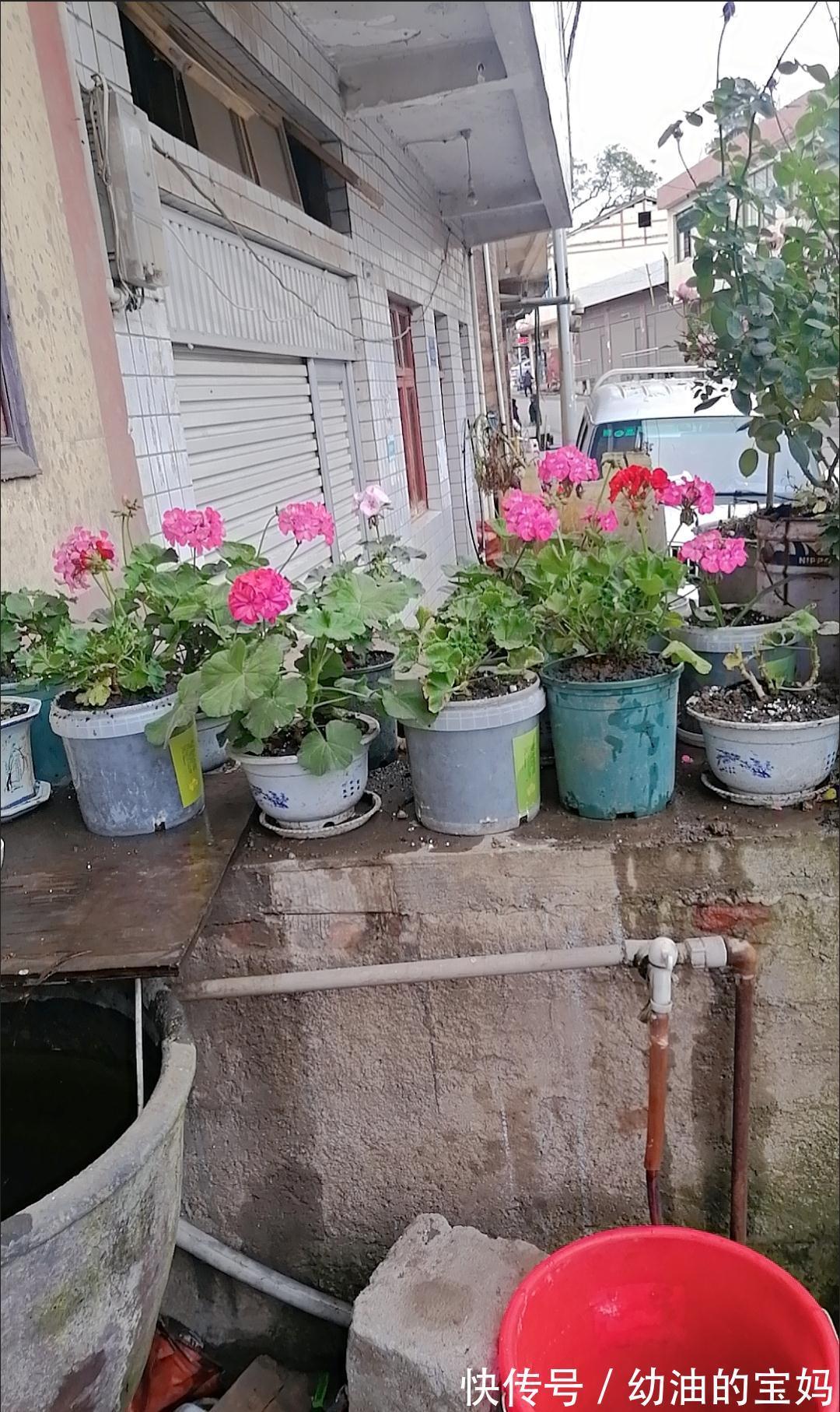 这“三种花”需要旱养,不能被雨淋,叶子也不能沾水,可别大意了