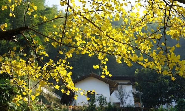 香茅|高岭宿集：香茅结为宇 满地银杏叶