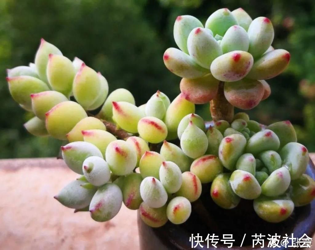 寒潮过后，多肉美出天际，颜色鲜艳明亮，真馋人！