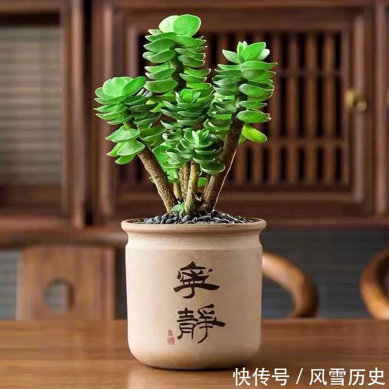 叶片|八种命里带“钱”的植物，家里养一盆，招财又旺运，你家养了几种