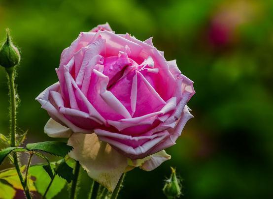 月季养家中,“一点”不能忘,花苞一冒几十朵,花开数不清