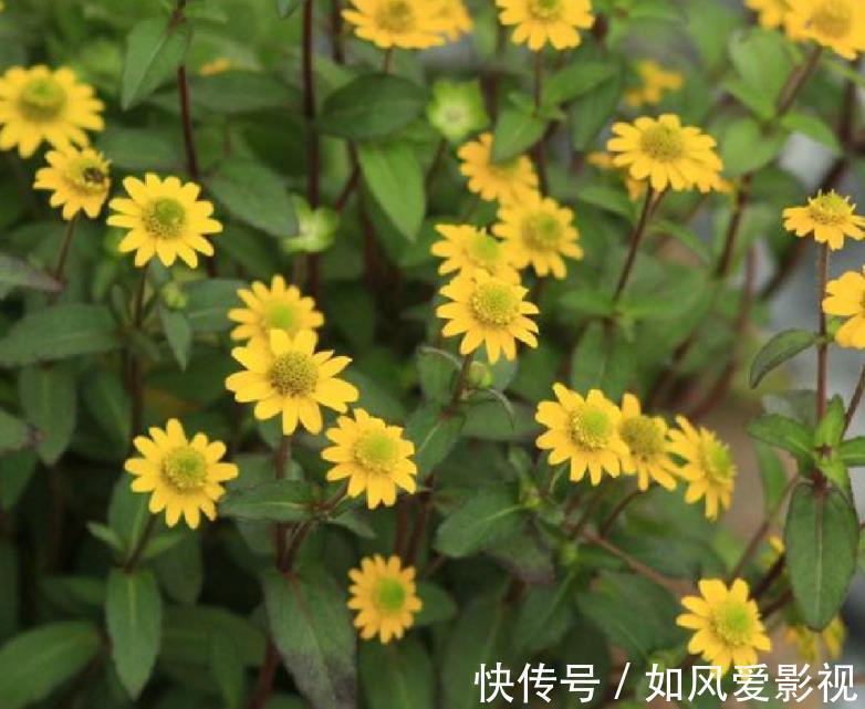 仙客来|十二生肖，各有各的“幸运花”，爱花人别养错了