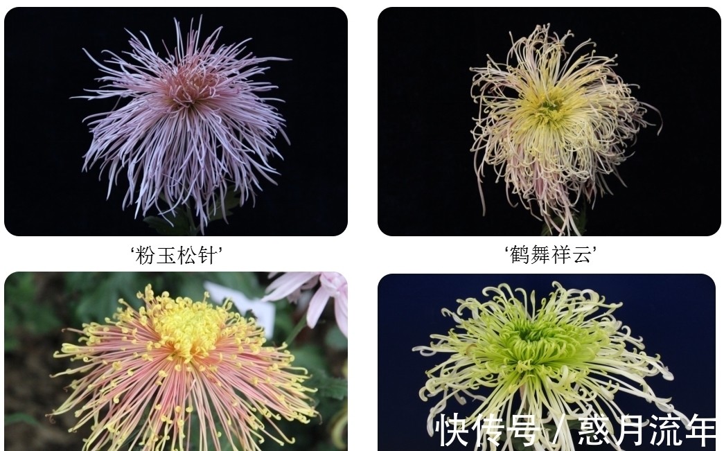 科学家&让科学家头疼的花,它高低得算一个