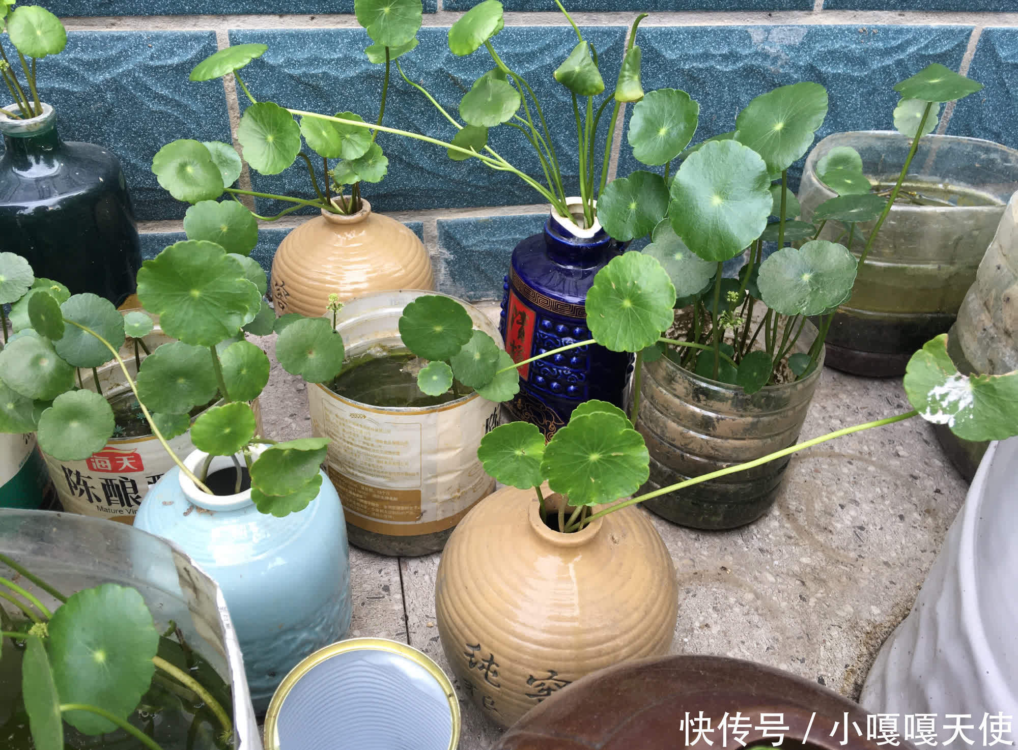 家里有不用的瓶子,拿来水培3种绿植,简单好养清新漂亮