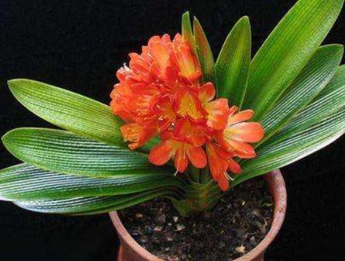 君子兰“不好养”吃点“蛋白质”，花苞一团接一团，花开不停歇