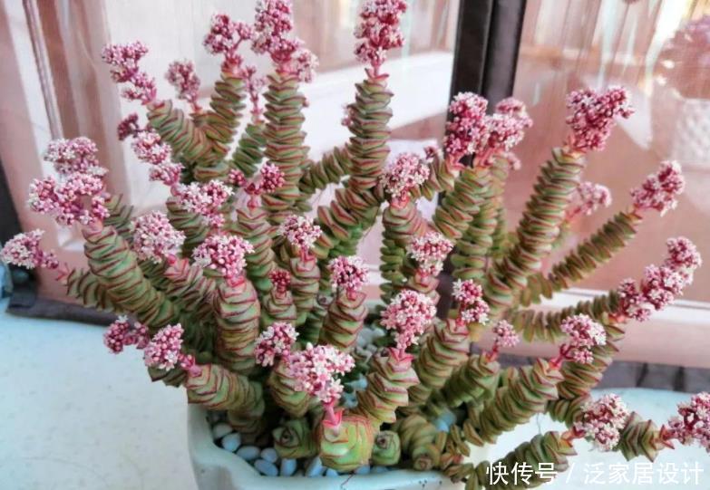 土质|夏养多肉,想要收获满满一盆?多栽几株钱串,2个月就梦想成真