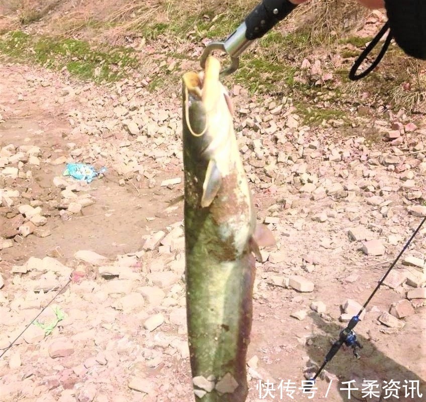 垂钓|钓这几种鱼不谈什么钓技，只要水里有鱼，一般人都会钓