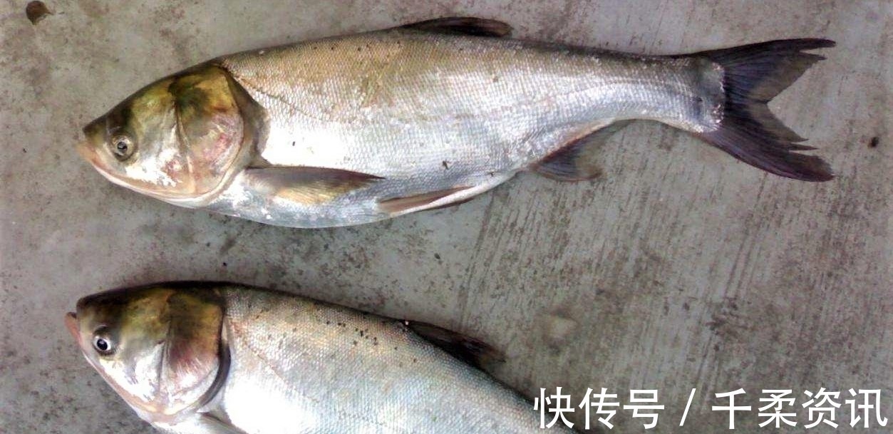 垂钓|钓这几种鱼不谈什么钓技,只要水里有鱼,一般人都会钓