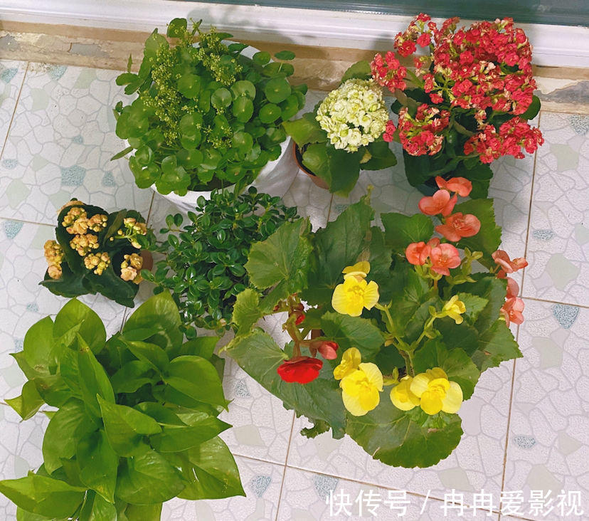 秋季养花大合集,30种花,你想要的我全有!