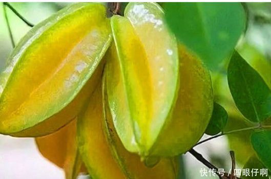 中年人想要身体好,以下食物多吃点,补血补气,乌发润肤,气色好