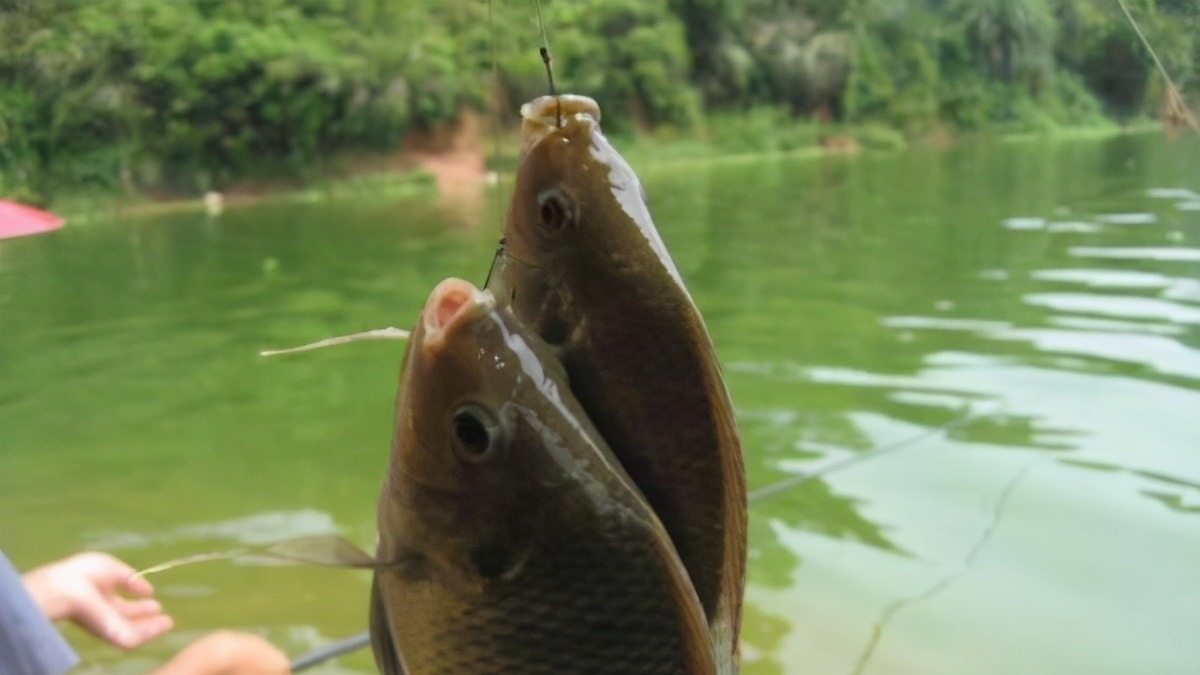 为什么说野钓就要钓钝,这几个原因告诉你,钓钝到底有多实用