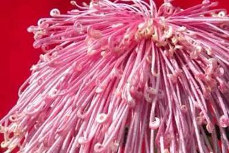 喜欢菊花，不如养盆“菊中珍品”盘龙缤纷，霞光四射，缤纷多姿