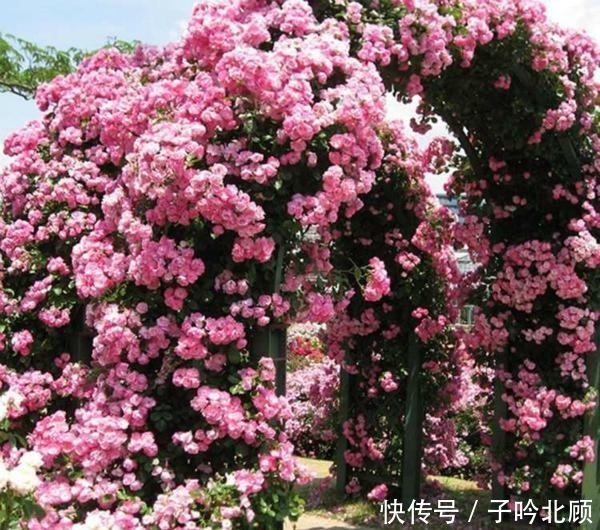 养花有3个“讲究”,执行到位,家里院子和露台“美如仙境”!