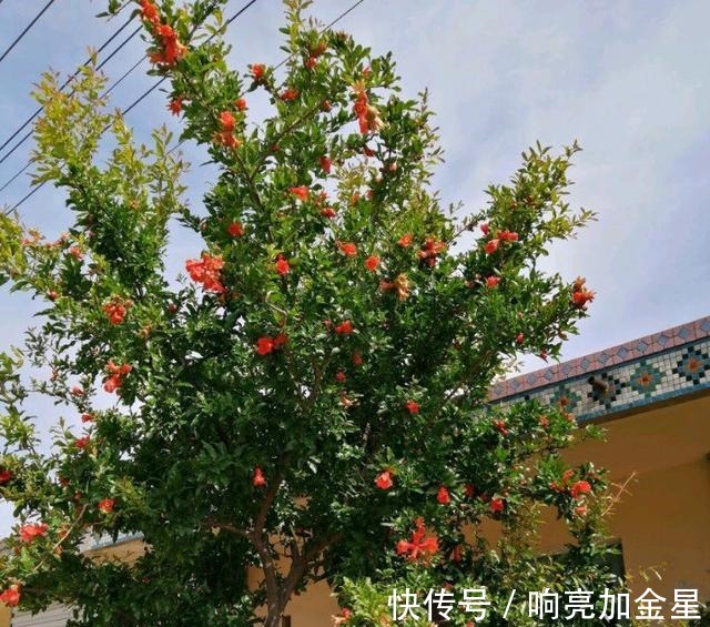 院子里有空地种上这“三种树”,不仅美化环境,寓意美好旺家!