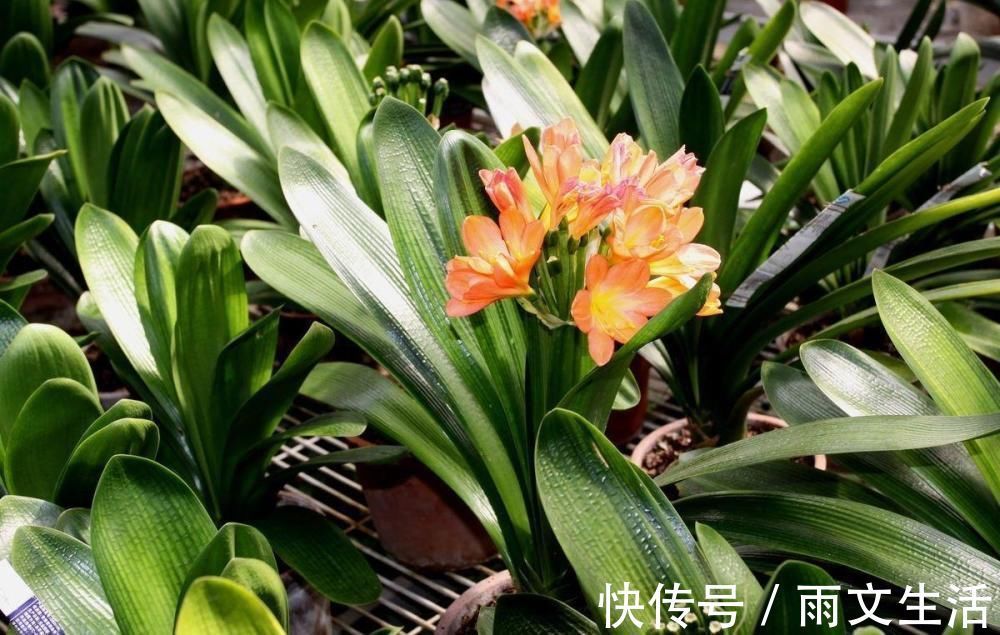 时期|养君子兰的要注意了，12月是黄金时期，能不能开花就看这个月份