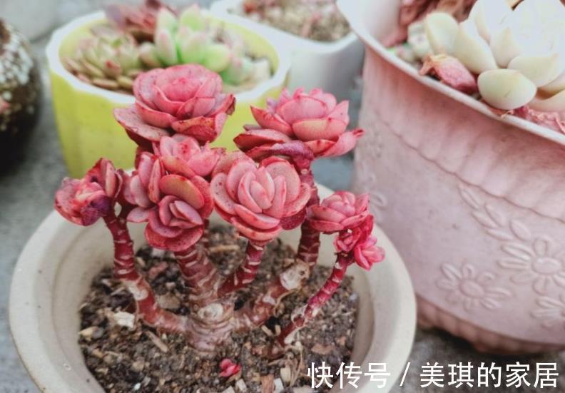肉肉|多肉徒长别再丢了，教你2个技巧，学会了肉肉繁殖快，一盆变多盆