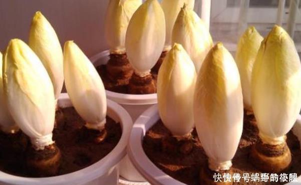 有种废根别丢,养在盆里一星期,其价值堪比鸡蛋的三倍