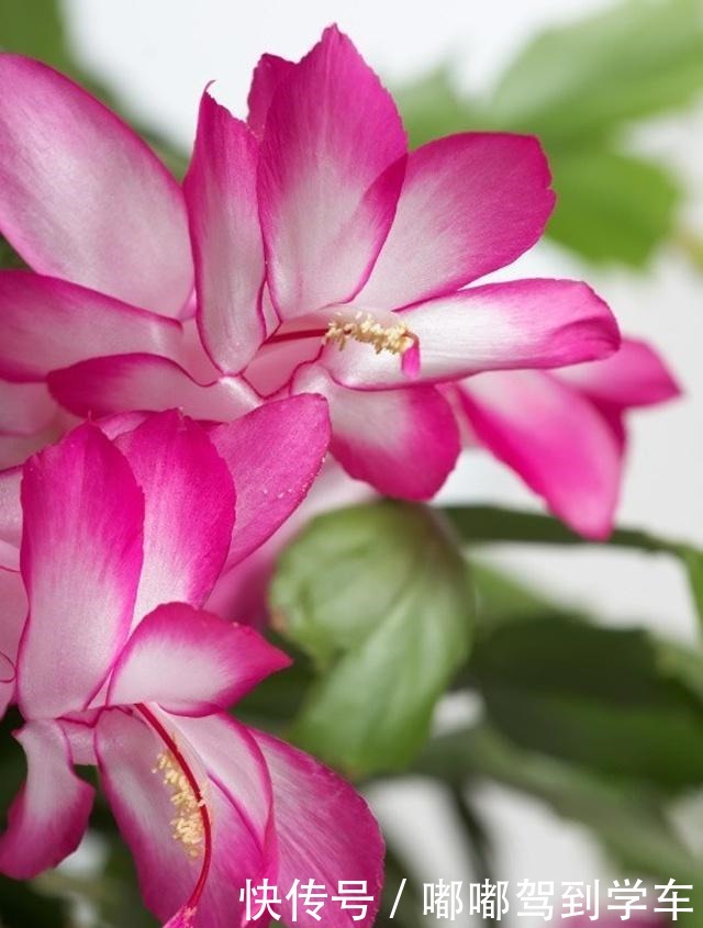 蟹爪兰还不开花这3招用上,28天就能见花苞!