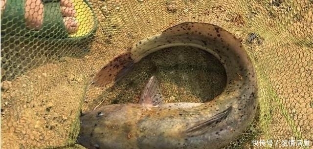 高温|顶着38度的高温才钓上的巨物,老婆却让我给卖了