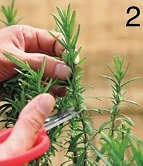 栽培香草享用极致的玩法，一经栽种，全程享乐！