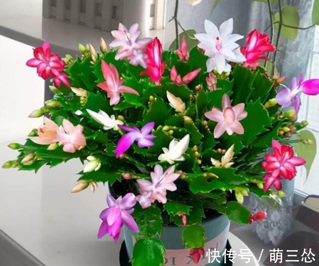 如果你是新手养蟹爪兰，尽量不要一棵嫁接多色，因为很难一起开花