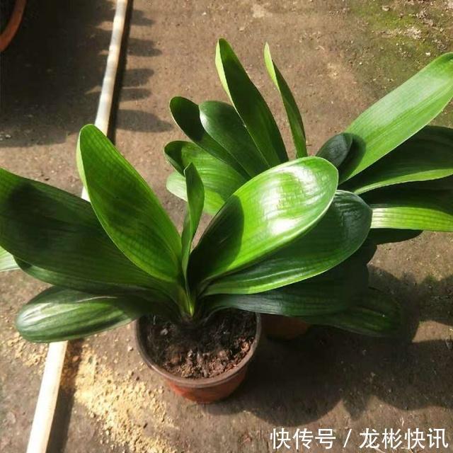 4个养“君子兰”的小口诀，叶子厚又亮、满盆大白根，轻松养好！