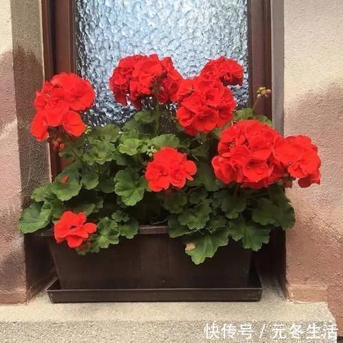 花花瓣|养此4种花,插枝就能活,养护容易,全年开花,室内也能种