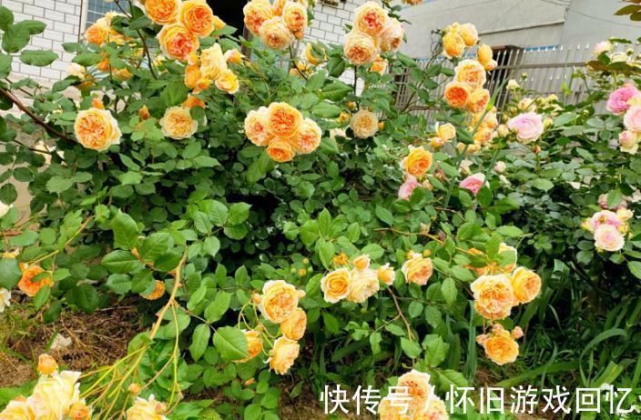 主干|到了1月该不该修月季?掌握住3个技巧,养出又多又壮的新枝