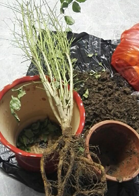 幸福树掉叶子?3个原因解决好,叶绿窜的高,幸福自然到