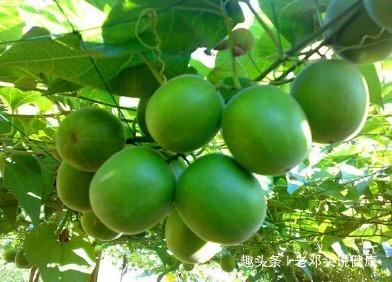 咳嗽痰|立秋后，咳嗽痰多，不要慌！常用此果泡水，润肺止咳，胜过止咳药