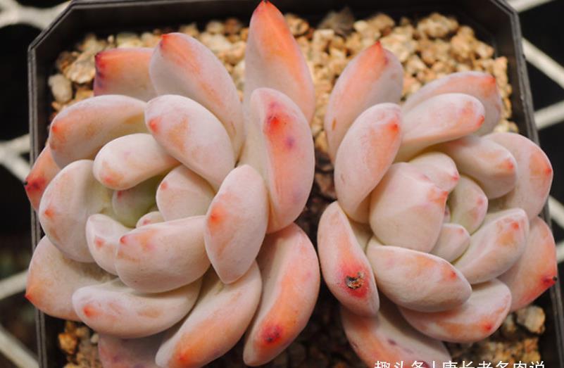 夏季|多肉橙梦露非常漂亮,且越“虐”越美,那么夏季还可以购买吗?