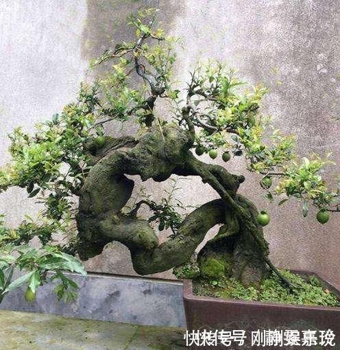 盆景|富贵人家,必养的3种“盆景”,个个大气高贵,您有养吗