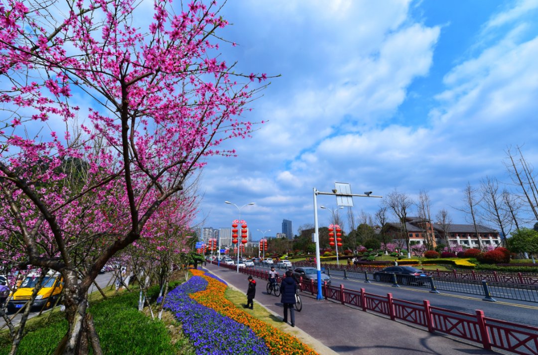 云投诉丨游客蹬树造“花雨”拍照 四川乐山绿心公园呼吁文明赏花