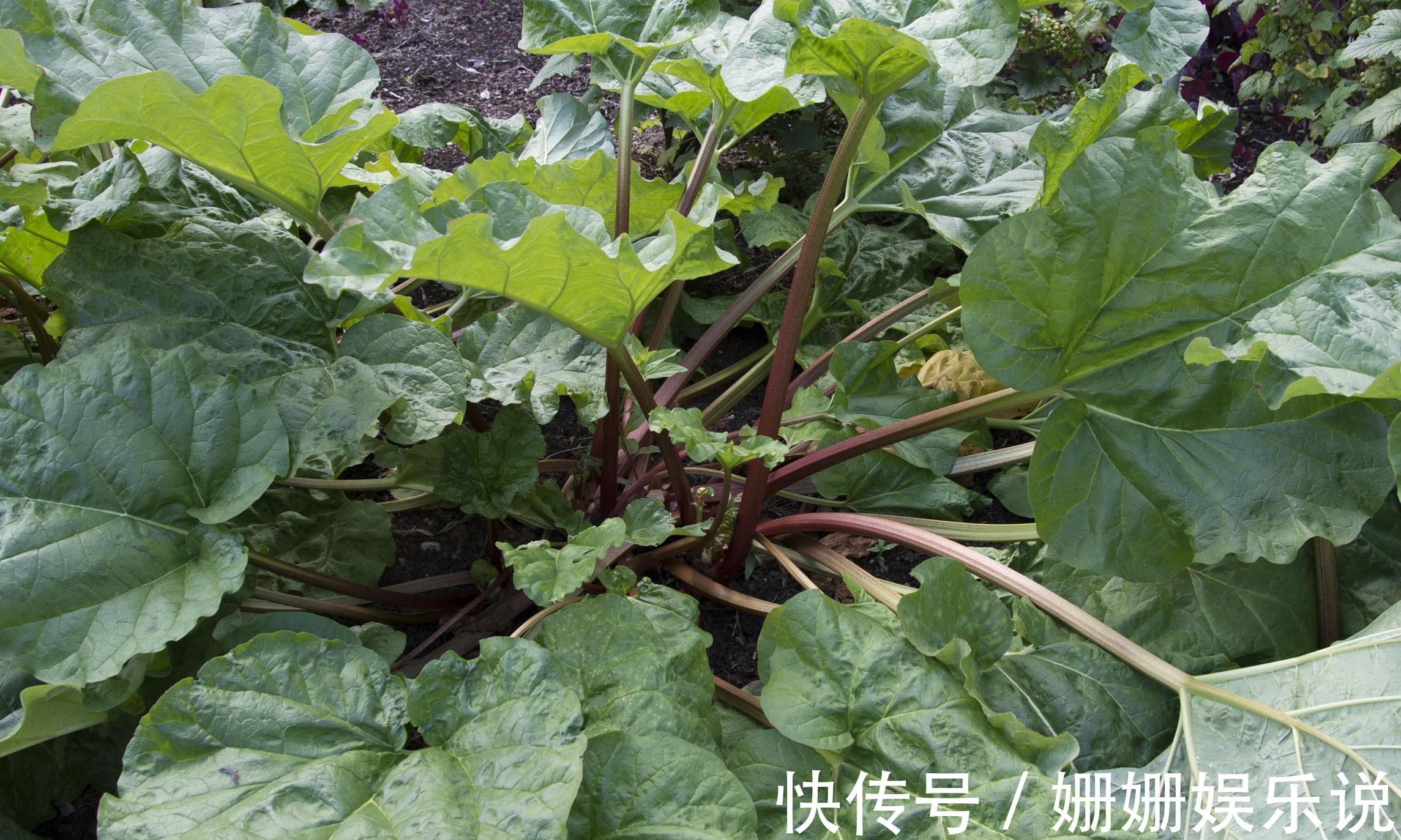 湿热|一味被人严重低估其价值的良药,服之可促代谢、运脾胃、除湿气