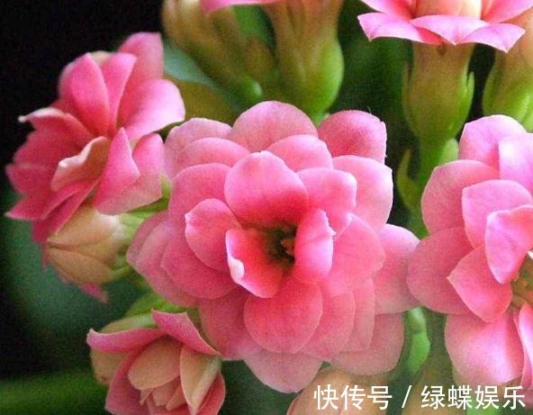 花苞|长寿花“偷懒”不开花一个小诀窍,花苞200个,花开“压弯枝