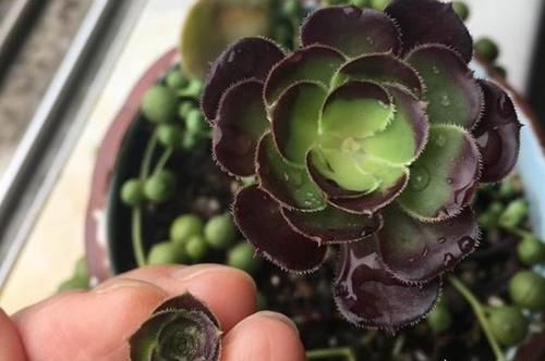 多肉法师如何才能长出更多的头?