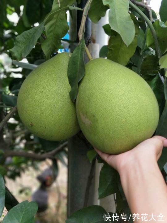 柚子树|4种果树，种在院子里特旺宅，还有时令水果免费吃