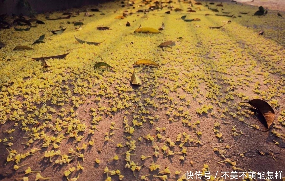 秋天|秋天,是桂花味的.....