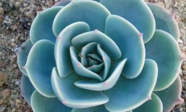 养花试试这几款,如果光线不足干燥无光泽影响美观