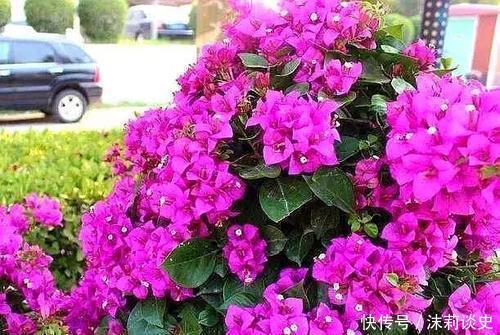 开春养三角梅,添点大补肥,花色艳丽一开就是大半年!