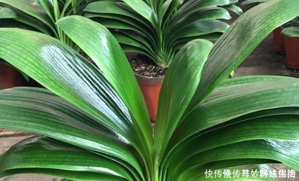 磷酸二氢钾|养君子兰,浇1杯“营养液”,7天冒花苞,花朵鲜艳,越长越美!