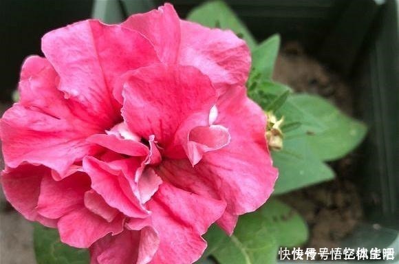 漂亮|一种漂亮又好养的花,不怕热不怕晒,春夏秋3季都开花,很值得养!