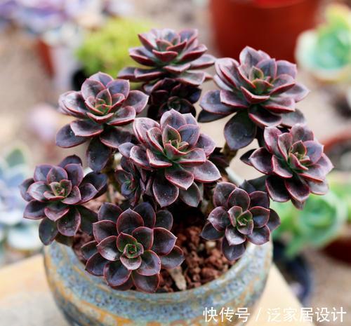 想要多肉蜕变成老桩?教你一招,小苗也能养成爆出“5个头”