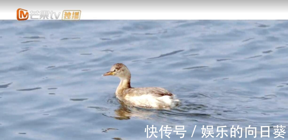 节目组|吴宣仪当导游不走心暴露剧本，节目组为了圆场只能把张翰也拉下水！